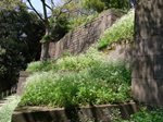 玉泉院丸庭園に面した石垣